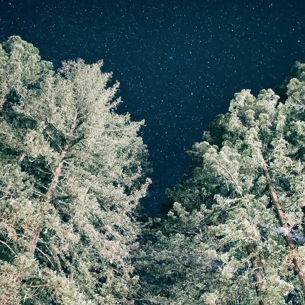 Redwoods and stars at night