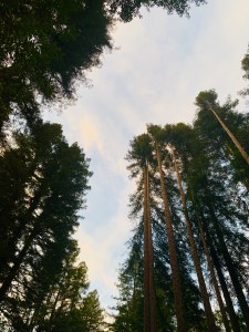 Young redwoods