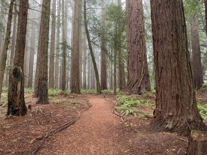 Old-growth redwood stand near Occidental, CA.