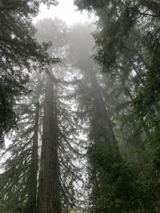 Redwoods drinking in the fog