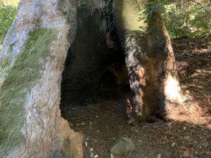 Burnt redwood stump