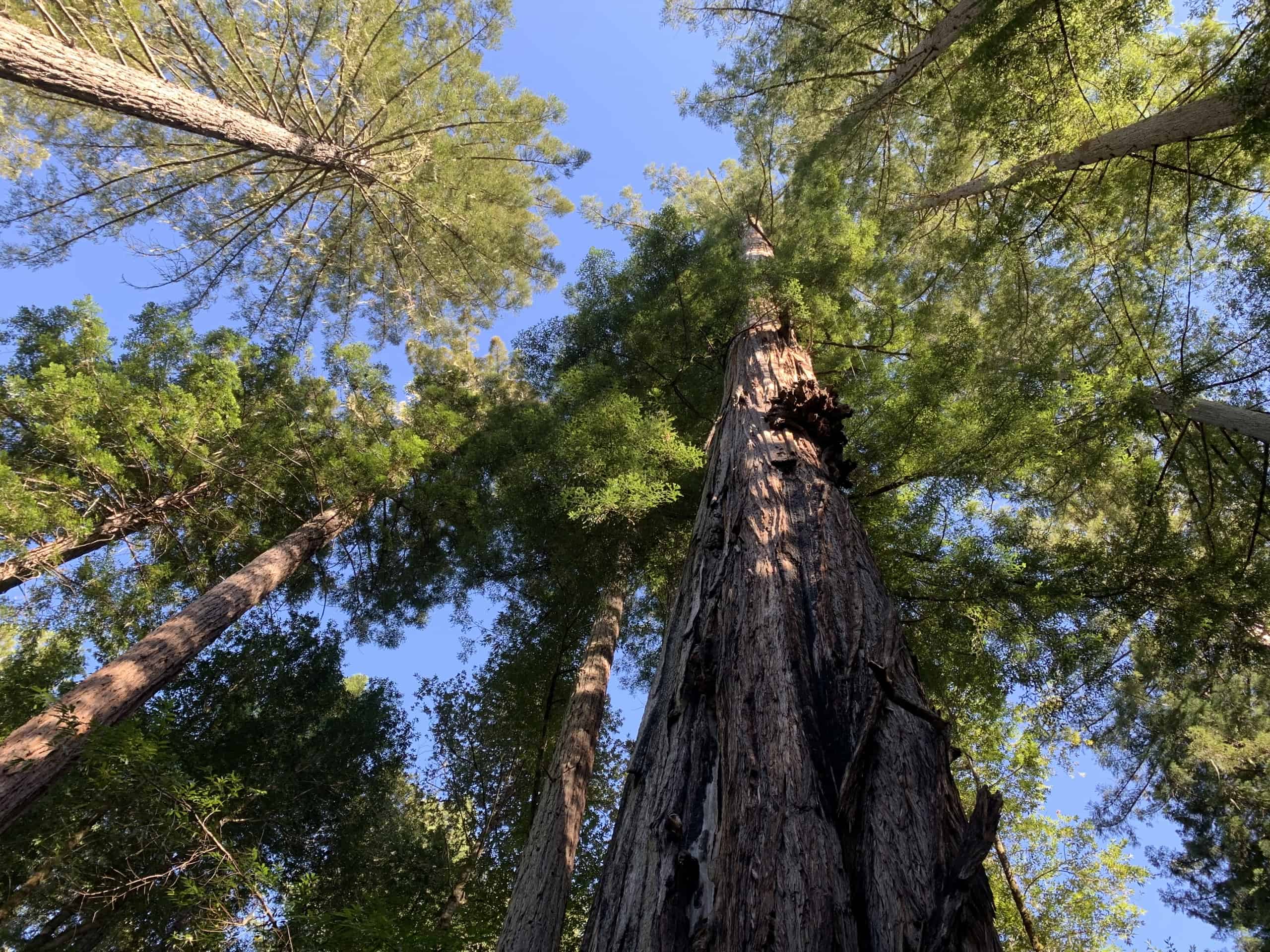 what-makes-the-redwoods-so-special-sonoma-zipline-adventures